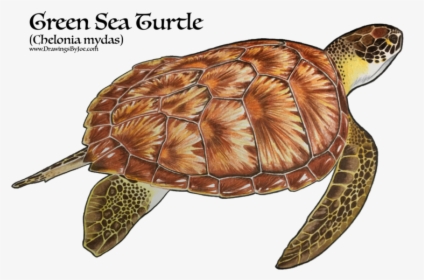 Realistic Green Sea Turtle Tattoo, HD Png Download, Transparent PNG