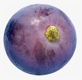 Grapes Png Hd Quality - Single Purple Grape Png, Transparent Png, Transparent PNG
