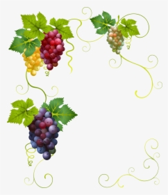 Png Grape Vine, Transparent Png, Transparent PNG