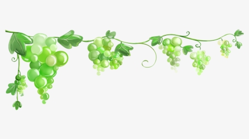 Common Grape Vine Grape Leaves Wallpaper - Виноградная Лоза Png, Transparent Png, Transparent PNG