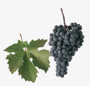 Alibernet Grape , Png Download - Alibernet Grape, Transparent Png, Transparent PNG