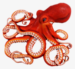 Octopus Clipart Octopus Tentacle - Octopus Png, Transparent Png, Transparent PNG
