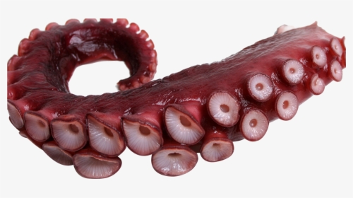 #tentacle #octopus #freetoedit - Octopus Tentacles Png, Transparent Png, Transparent PNG