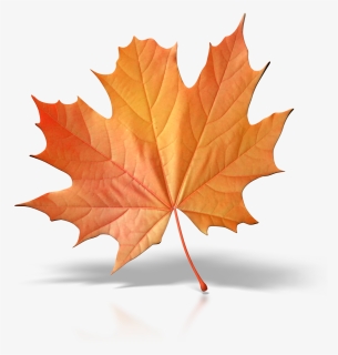 One Fall Leaf Png Clip Art - Single Fall Leaf Clipart, Transparent Png, Transparent PNG