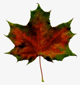 Red Fall Leaf Png Clipart Imageu200b Gallery Yopriceville - Transparent Background Fall Leaves Green, Png Download, Transparent PNG