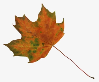Dry Leaves Png - Maple Leaf Render, Transparent Png, Transparent PNG