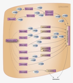 Benzodiazepine Metabolism Chart, HD Png Download, Transparent PNG