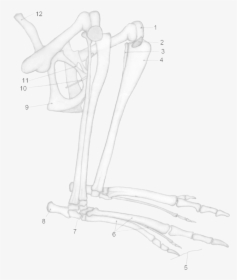 Kangaroo Hind Leg Anatomy, HD Png Download, Transparent PNG