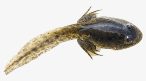 Tadpole With Developed Hind Legs Clip Arts - Tadpole With Hind Legs, HD Png Download, Transparent PNG