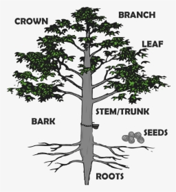 Transparent Tree Root Png - Hevea Brasiliensis Root System, Png Download, Transparent PNG