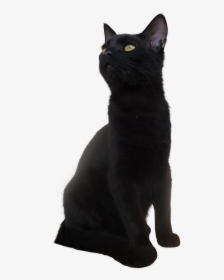 Black Cat Png Transparent Picture - Short Hair Black Cat, Png Download, Transparent PNG