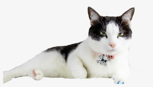 Transparent Cats Png - อาการ แมว เป็น โรค ไต, Png Download, Transparent PNG