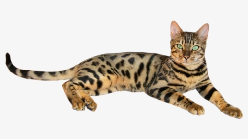 Brown Spotted Tabby Bengal Cat 2 - Chat De Race Tigré, HD Png Download, Transparent PNG