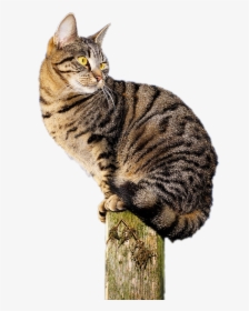Cat, Sit, Pet, Animal, Domestic Cat, Nature, View - Pretty Cat Nature Photography, HD Png Download, Transparent PNG