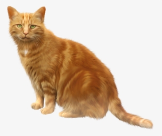 Cat Png Image - Cat Clipart Transparent Background, Png Download, Transparent PNG