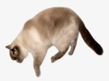 Cat Png Transparent Image - Cat With Transparent Background, Png Download, Transparent PNG