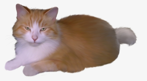 Cat Png Clipart - Кот На Прозрачном Фоне, Transparent Png, Transparent PNG