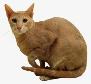 Cat Png - Domestic Short-haired Cat, Transparent Png, Transparent PNG