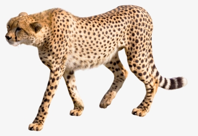 Cheetah Png Image, Transparent Png, Transparent PNG
