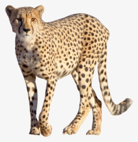 Cheetah Png Download - Cheetah Png, Transparent Png, Transparent PNG