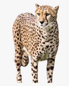 Cheetah Transparent, HD Png Download, Transparent PNG