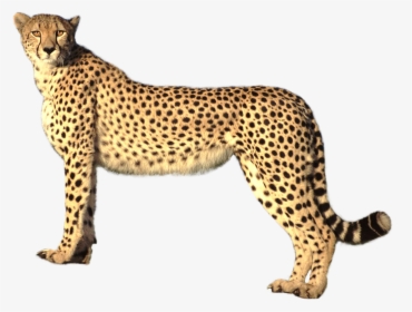 Cheetah Png Image - Cheetah Transparent Background, Png Download, Transparent PNG