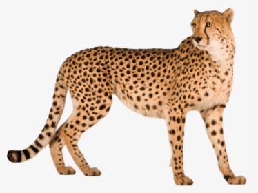 Free Png Cheetah Png Images Transparent - Cheetah In White Background, Png Download, Transparent PNG