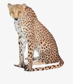 Sitting Cheetah Png High-quality Image - High Resolution Cheetah Png, Transparent Png, Transparent PNG