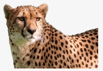 Cheetah Png High-quality Image - Cheetah Head Transparent Background, Png Download, Transparent PNG
