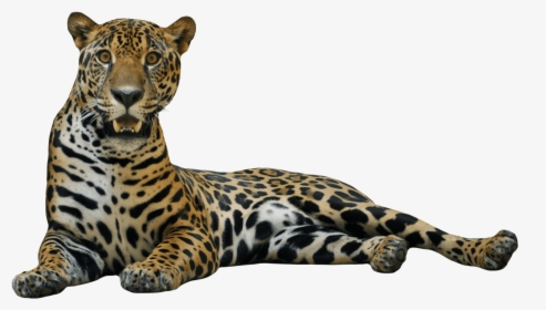 Cheetah Png File - Jaguar Png, Transparent Png, Transparent PNG