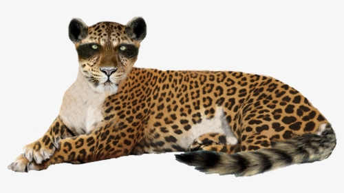Cheetah Png Images Download - Png Leopard, Transparent Png, Transparent PNG