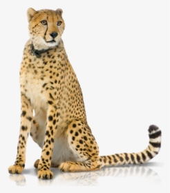 05 Support Panel 2-hd - Sitting Cheetah White Background, HD Png Download, Transparent PNG