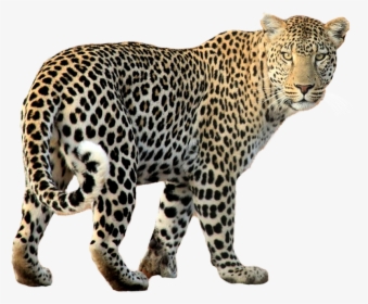 Leopard Walking Png Image - Leopard Png, Transparent Png, Transparent PNG