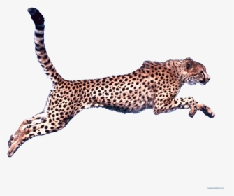 Cheetah Clip Art - Cheetah Running Transparent Background, HD Png Download, Transparent PNG