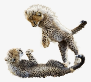 Cheetah , Png Download - Cheetah Babies Playing, Transparent Png, Transparent PNG