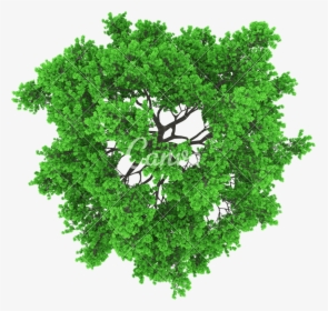 Trees Top View Png - Top View Of Trees Vector Png, Transparent Png, Transparent PNG