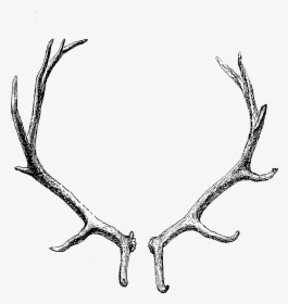 Reindeer Antler Horn Clip Art - Deer Antlers Transparent Background, HD Png Download, Transparent PNG