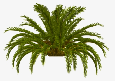 Palm Tree Top Photo Tru Palm Tree Top - Date Palm, HD Png Download, Transparent PNG