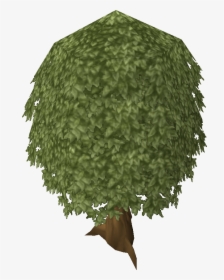 Trees Png Top View - Runescape Tree, Transparent Png, Transparent PNG