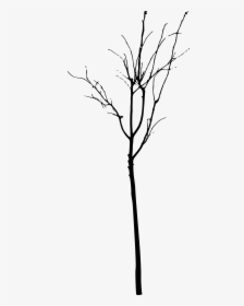 Simple Bare Tree Png - Twig, Transparent Png, Transparent PNG