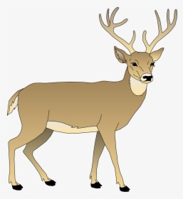 Free Image On Pixabay - White Tailed Deer Clipart, HD Png Download, Transparent PNG