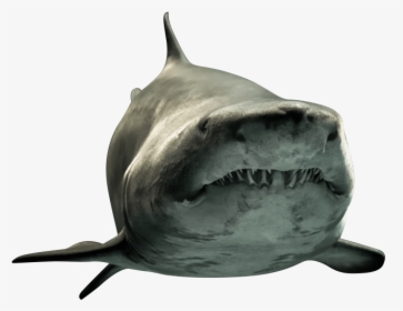Great White Shark Choked On Turtle, HD Png Download, Transparent PNG