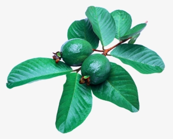 Benefits Of Guava Leaves For Hair, HD Png Download, Transparent PNG