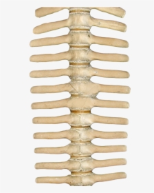 Skeleton Spine Png, Transparent Png, Transparent PNG