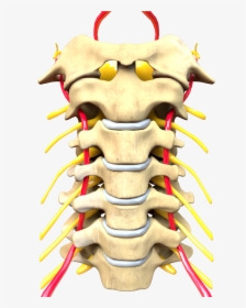 Cervical Spine Computer Generated Image - Vertebras Cervicales Png, Transparent Png, Transparent PNG