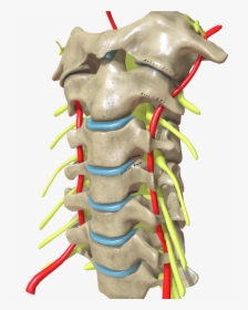 Cervical Spine Oblique View, HD Png Download, Transparent PNG