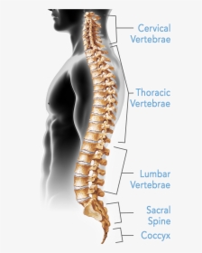 Clip Art Pictures Of The Spine - Bones Of The Spine Are Typically Fused, HD Png Download, Transparent PNG