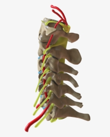 Cervical Spine Side View - Toy, HD Png Download, Transparent PNG