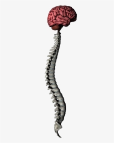 Brain And Spine Png, Transparent Png, Transparent PNG