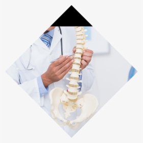 Back & Spine Conditions Background Image - Doctor With Spine, HD Png Download, Transparent PNG